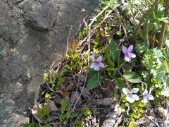 Viola prionantha