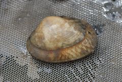 Ruditapes philippinarum