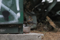 Turdus rufopalliatus