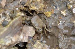 Hemigrapsus penicillatus