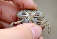 Hemigrapsus penicillatus