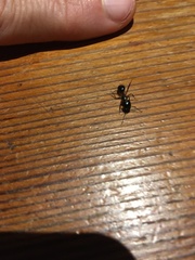 Camponotus bertolonii