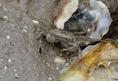 Hemigrapsus penicillatus