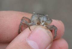 Hemigrapsus penicillatus