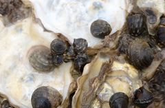 Littorina brevicula