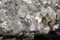 Fistulobalanus albicostatus