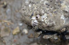 Fistulobalanus albicostatus