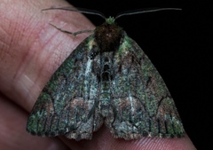 Dindica virescens