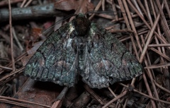 Dindica virescens