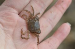 Hemigrapsus penicillatus