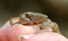 Hemigrapsus penicillatus