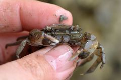 Hemigrapsus penicillatus