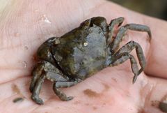 Hemigrapsus penicillatus