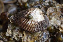 Tegillarca granosa