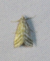 Leptosteges parthenialis
