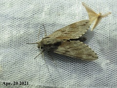 Sphinx morio arestus