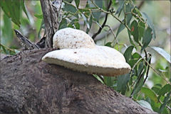 Piptoporus australiensis