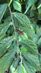 Baryrhynchus poweri