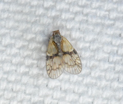 Bothriocera maculata