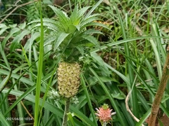 Ananas comosus microstachys