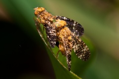 Oxyna flavipennis