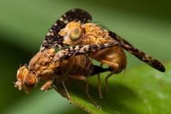 Oxyna flavipennis