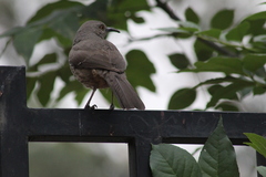Toxostoma curvirostre