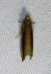 Bactra maiorina