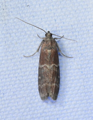 Euzophera ostricolorella