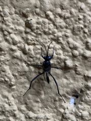 Evania appendigaster