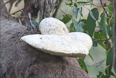 Piptoporus australiensis