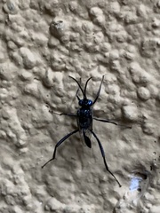 Evania appendigaster