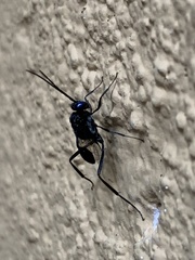 Evania appendigaster