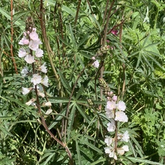 Sidalcea campestris