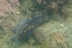 Sebastes rastrelliger