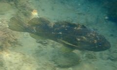 Sebastes rastrelliger