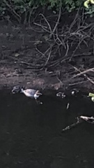 Mergus merganser merganser