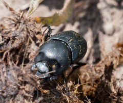 Euonthophagus amyntas