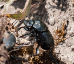 Euonthophagus amyntas