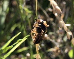 Ripiphorus rex