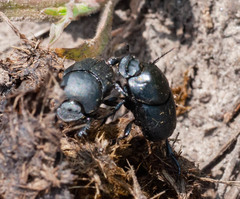 Euonthophagus amyntas