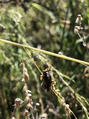 Ripiphorus rex