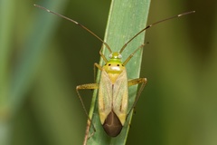 Adelphocoris quadripunctatus