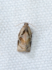 Archips grisea