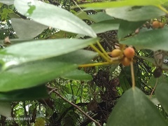 Ficus grossularioides