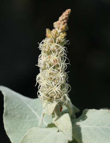 Croton magdalenae