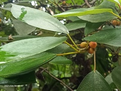 Ficus grossularioides