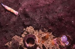 Goniobranchus thompsoni