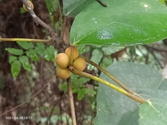 Ficus grossularioides