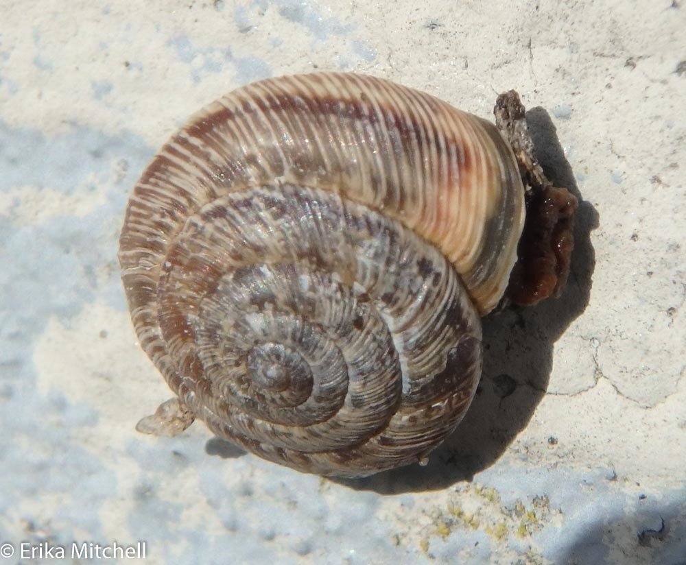 Wrinkled Snail, photo 1 of 9